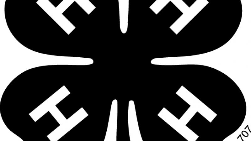 4-H Black Clover Logo